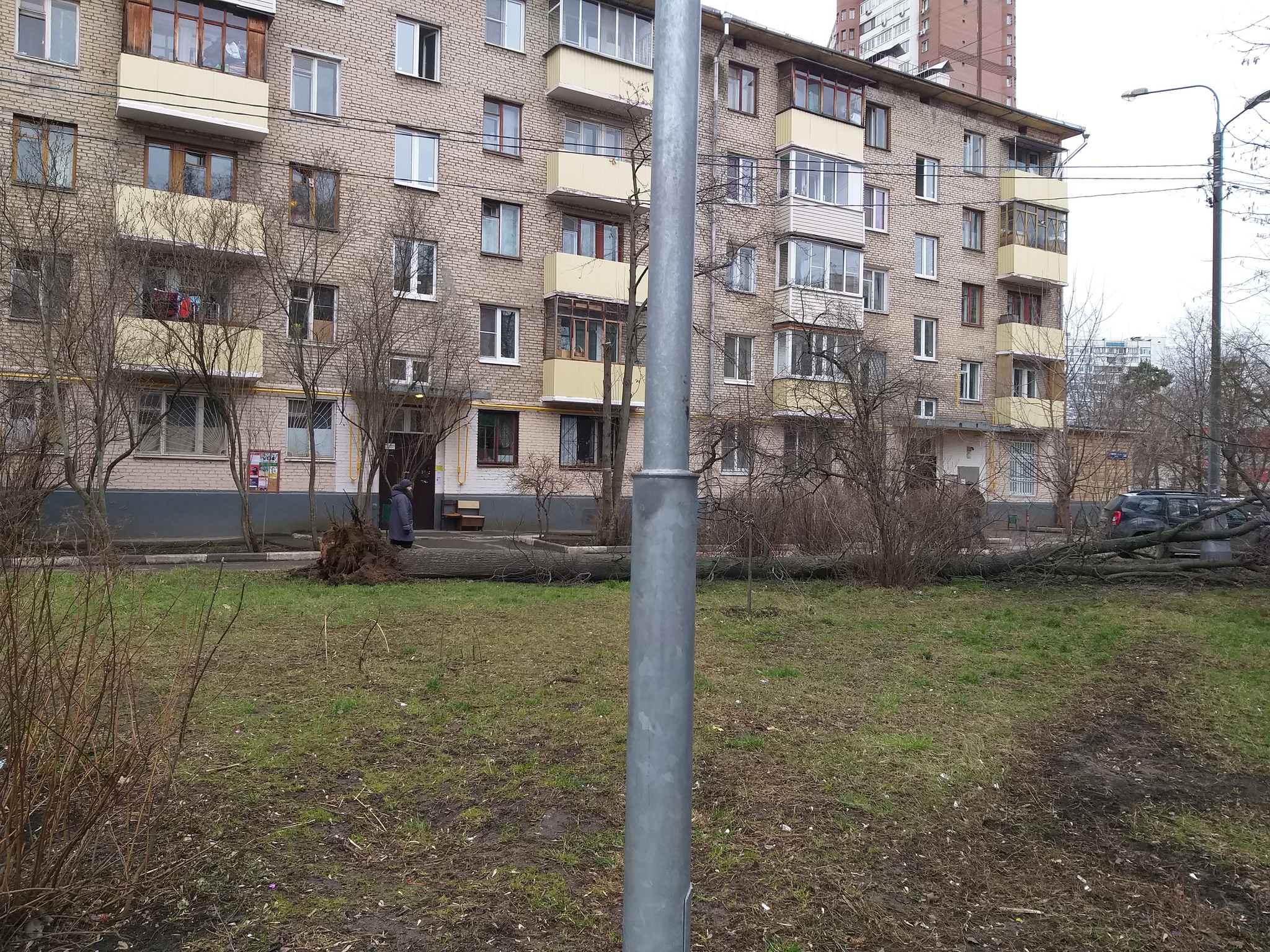 В Москве ветренно - Моё, Ветер, Москва, Дерево