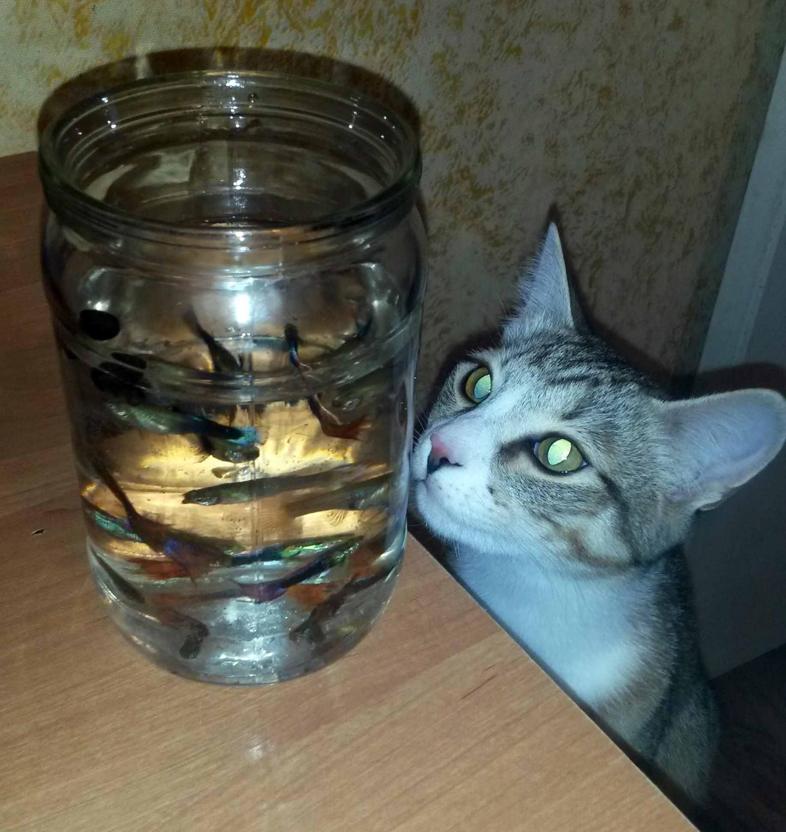 Cat with a can. Addition to kotolamposti - My, cat, Cat with lamp, Guppy, Aquarium