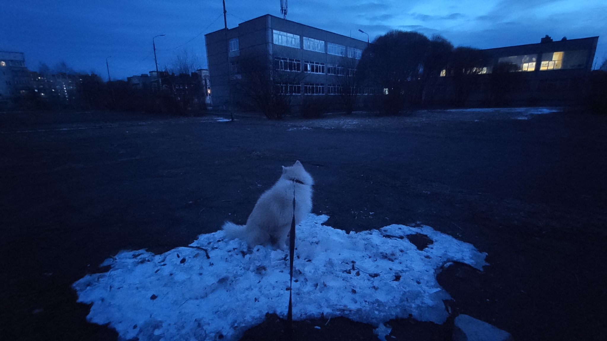 Successfully - Dog, Snow, Walk, Weather