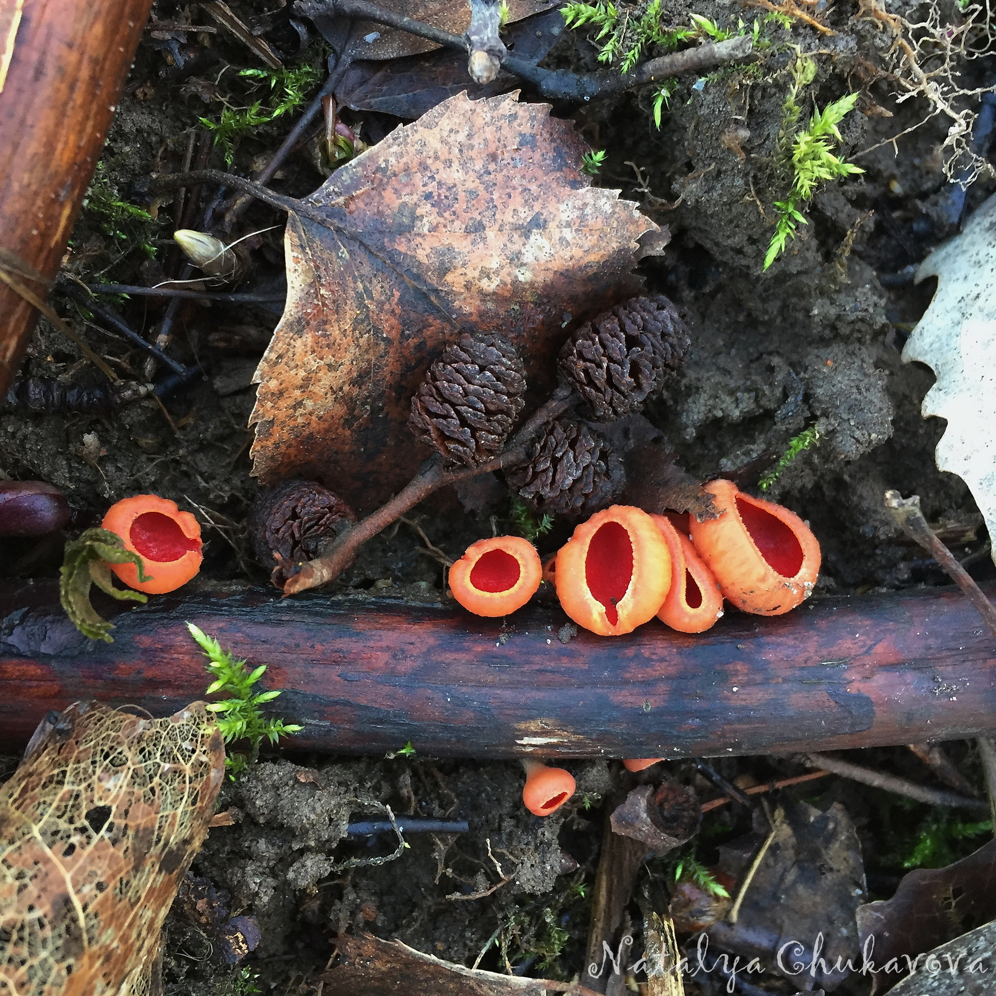 Sarcoscypha austriaca, edible mushroom - My, Mushrooms, Mushrooms Art, Fungi, Recipe, Video, Longpost