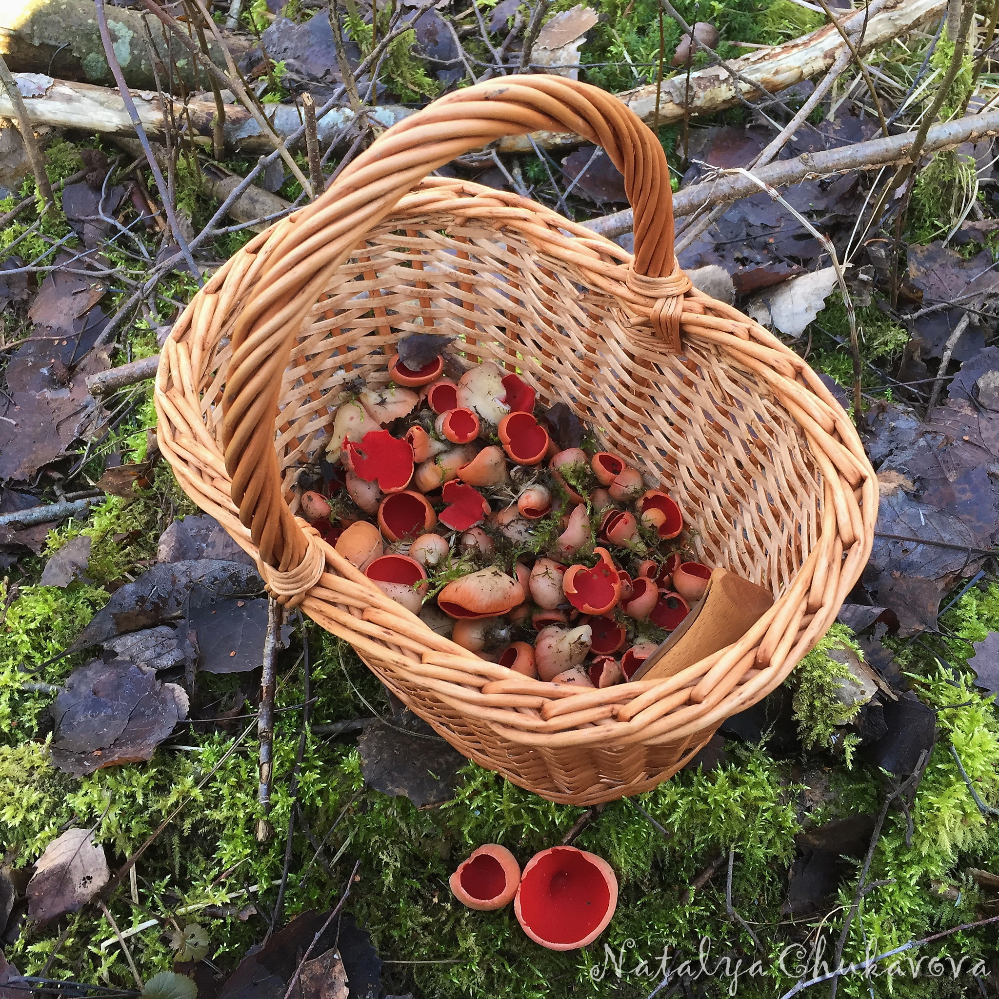 Sarcoscypha austriaca, edible mushroom - My, Mushrooms, Mushrooms Art, Fungi, Recipe, Video, Longpost