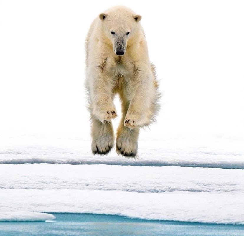 Jumping gallop... - Polar bear, The Bears, Animals, The photo, wildlife, Tygydyk