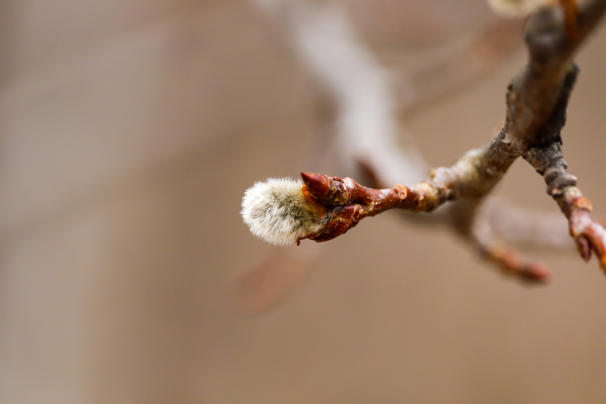 Spring - My, The photo, Spring, Nature, Flowers, Canon 800D, Canon EF-S 55-250, Longpost