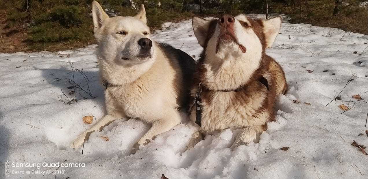 Spring dogs - My, Dog, Alaskan Malamute, Husky, Laika, Mestizo, Snow, Spring