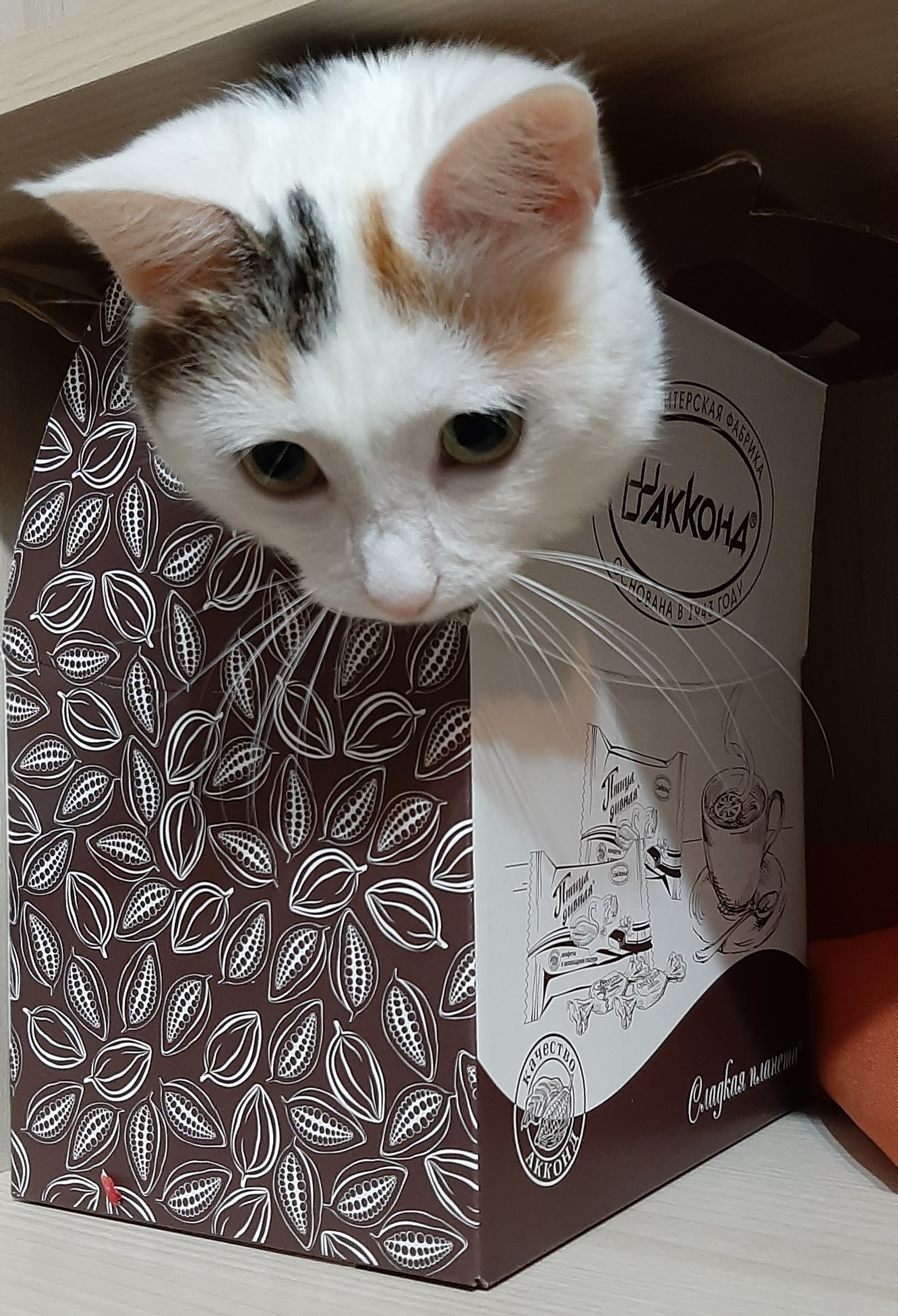 The best gift, in my opinion, is a cat! - My, Box and cat, cat, Catomafia, Newbie to Peekaboo