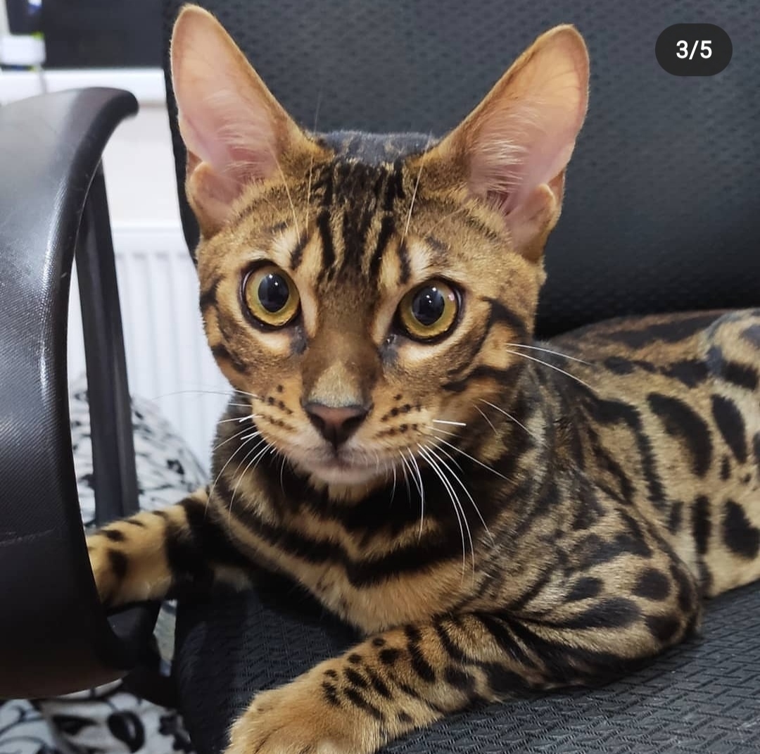 My cat. In honor of his upcoming birthday, post - My, cat, Catomafia, Bengal cat, Pets, Longpost