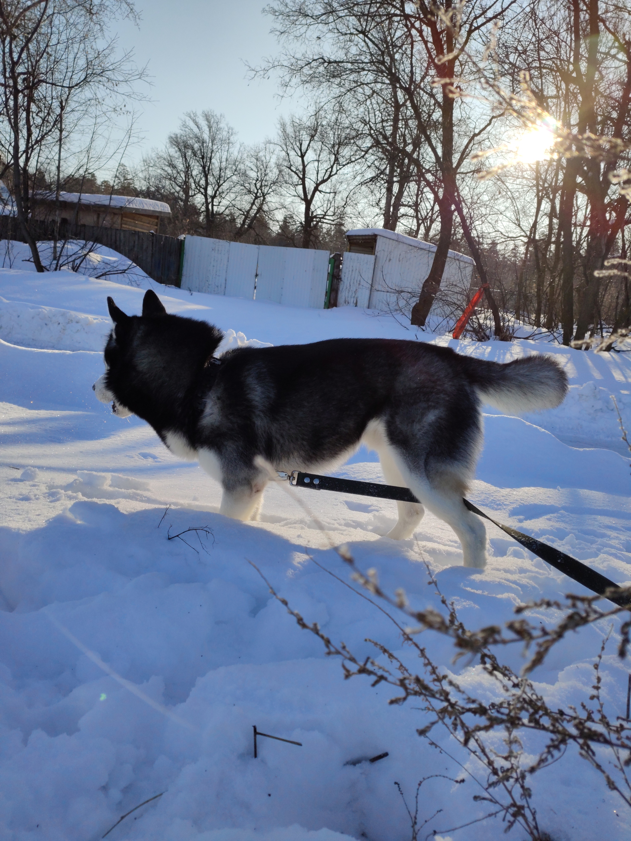 Lost Siberian Husky (Found!) - My, The dog is missing, Tolyatti, No rating, Husky, Siberian Husky, Longpost, Dog