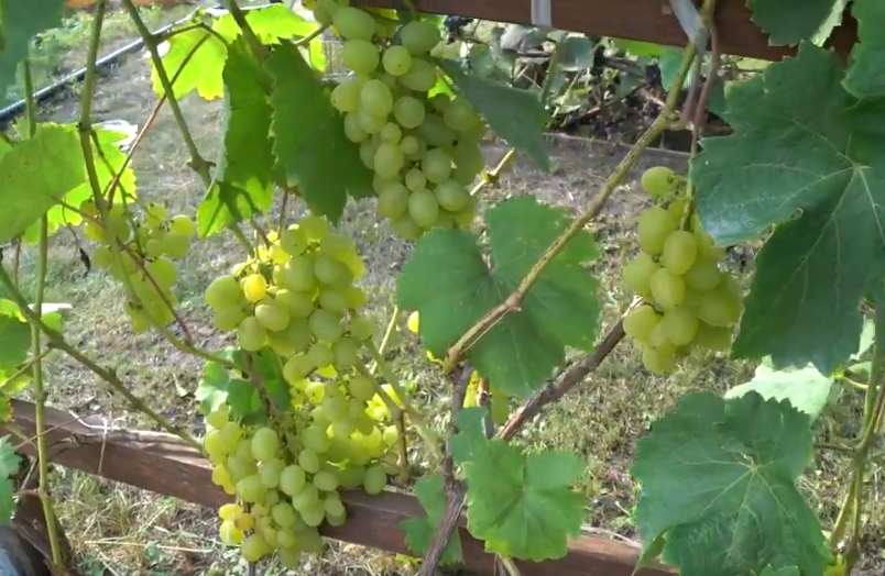 И в Сибири зреет виноград | Пикабу