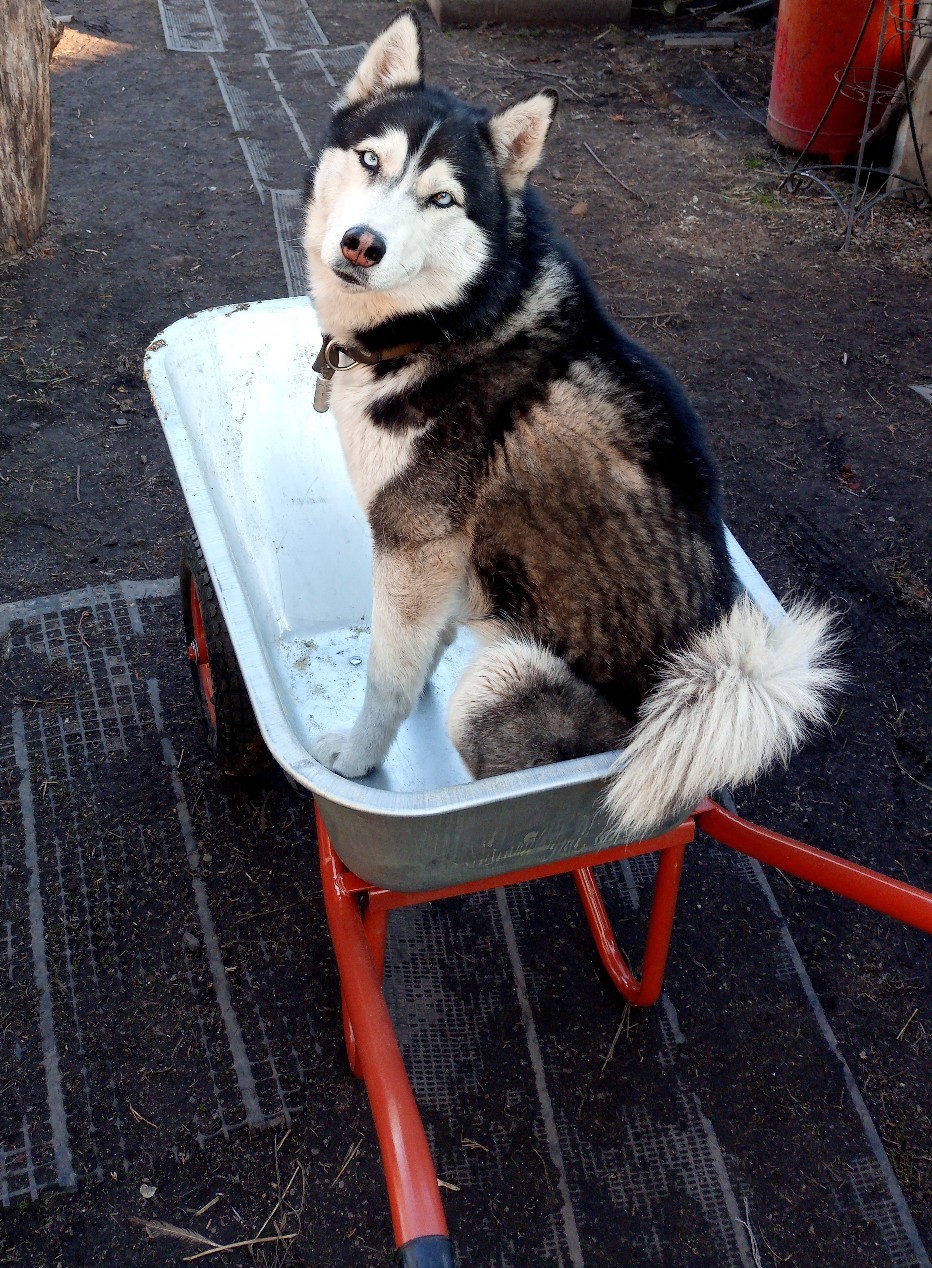 I can’t think of a name) - My, Dog, Husky