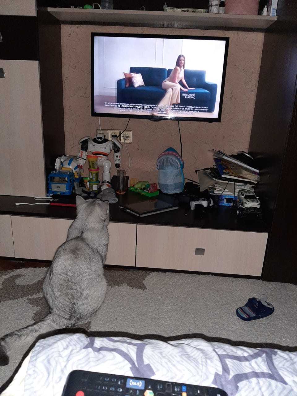 TV watcher - cat, Catomafia, Longpost