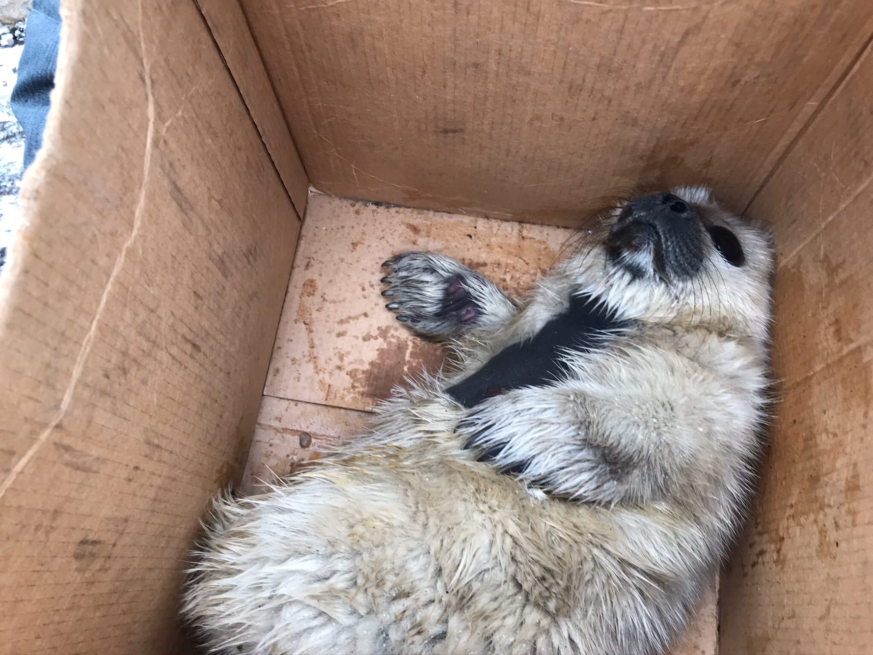 Exhausted squirrels crawled ashore in the Kurortny district of St. Petersburg - Seal, Baltic seal, Young, Puppies, Milota, The photo, Longpost, Friends of the Baltic Seal Foundation, Seal