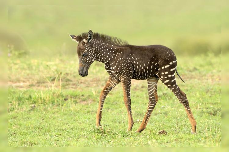 Not like your mother, not like your father, but like a passing young man - Kenya, zebra, Reserves and sanctuaries, Genetics, Animals