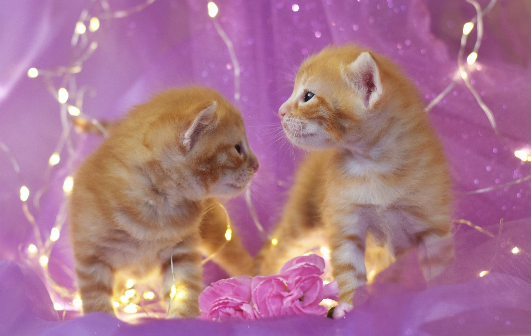 The cutest three week old kittens - My, cat, Catomafia, Pets, Pet, Kittens, Milota, The photo, Longpost