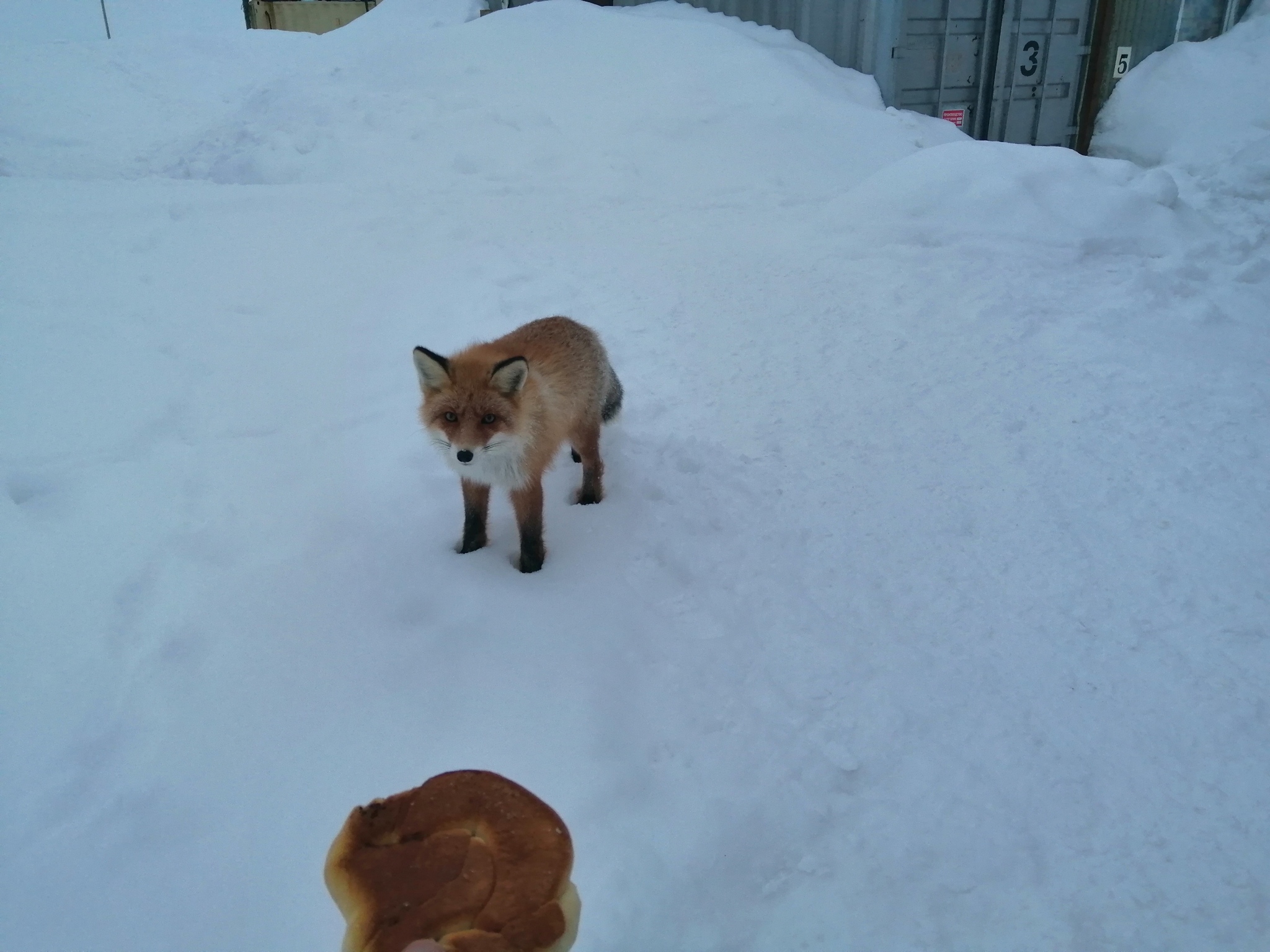 Redhead - My, Fox, Winter road