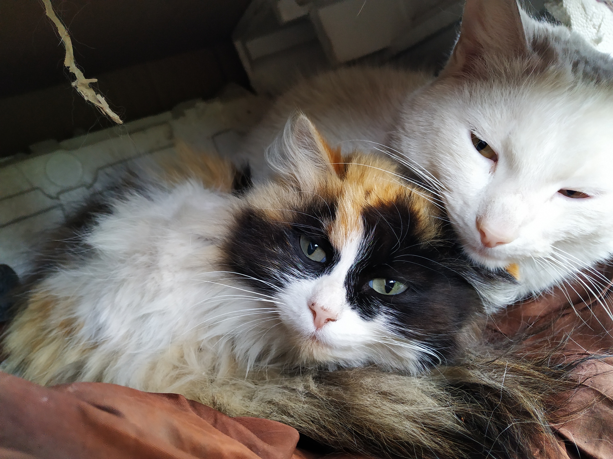 Cat and white cat - My, Catomafia, Pets, Longpost, cat