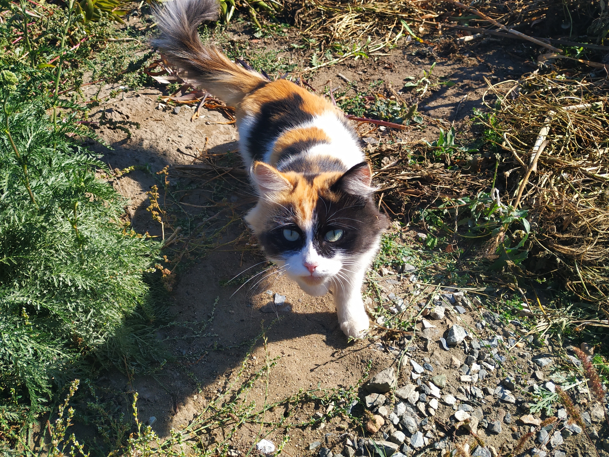 Cat and white cat - My, Catomafia, Pets, Longpost, cat