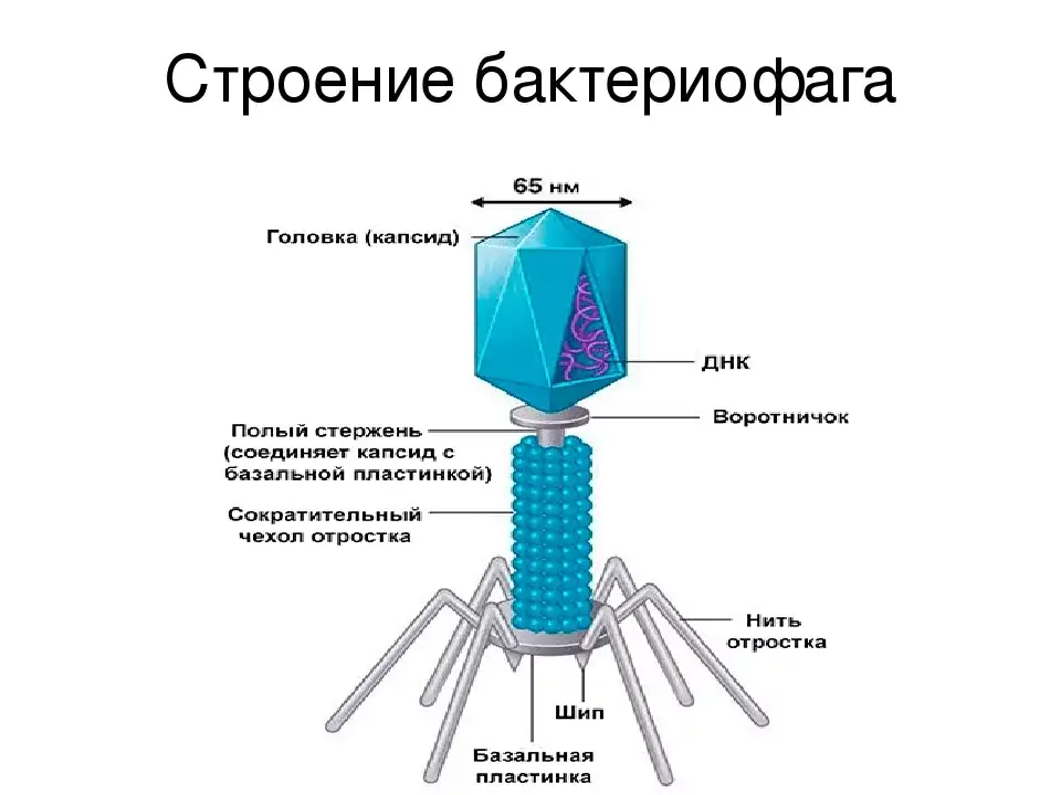 Эволюция живых организмов, происходящая прямо на глазах - Моё, Бактерии, Вирус, Спид, ВИЧ, Чума, Бешенство, Эволюция, Кролик, Длиннопост