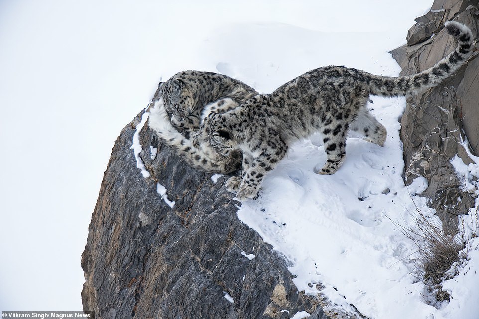 Mother snow leopard with 18-month-old 'kittens' in the Himalayas - Snow Leopard, Grace, Longpost, Big cats