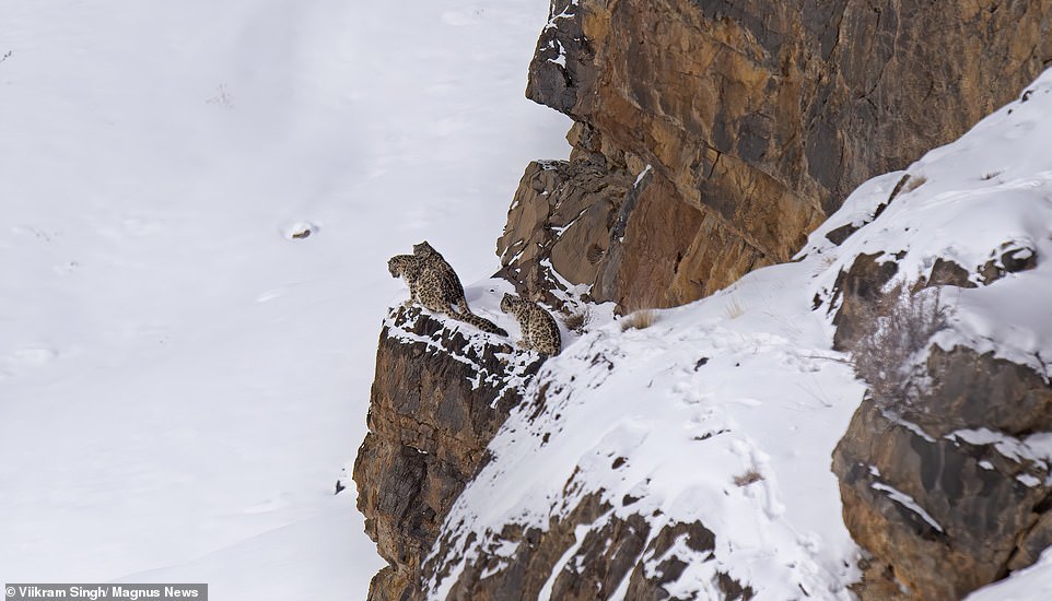 Mother snow leopard with 18-month-old 'kittens' in the Himalayas - Snow Leopard, Grace, Longpost, Big cats