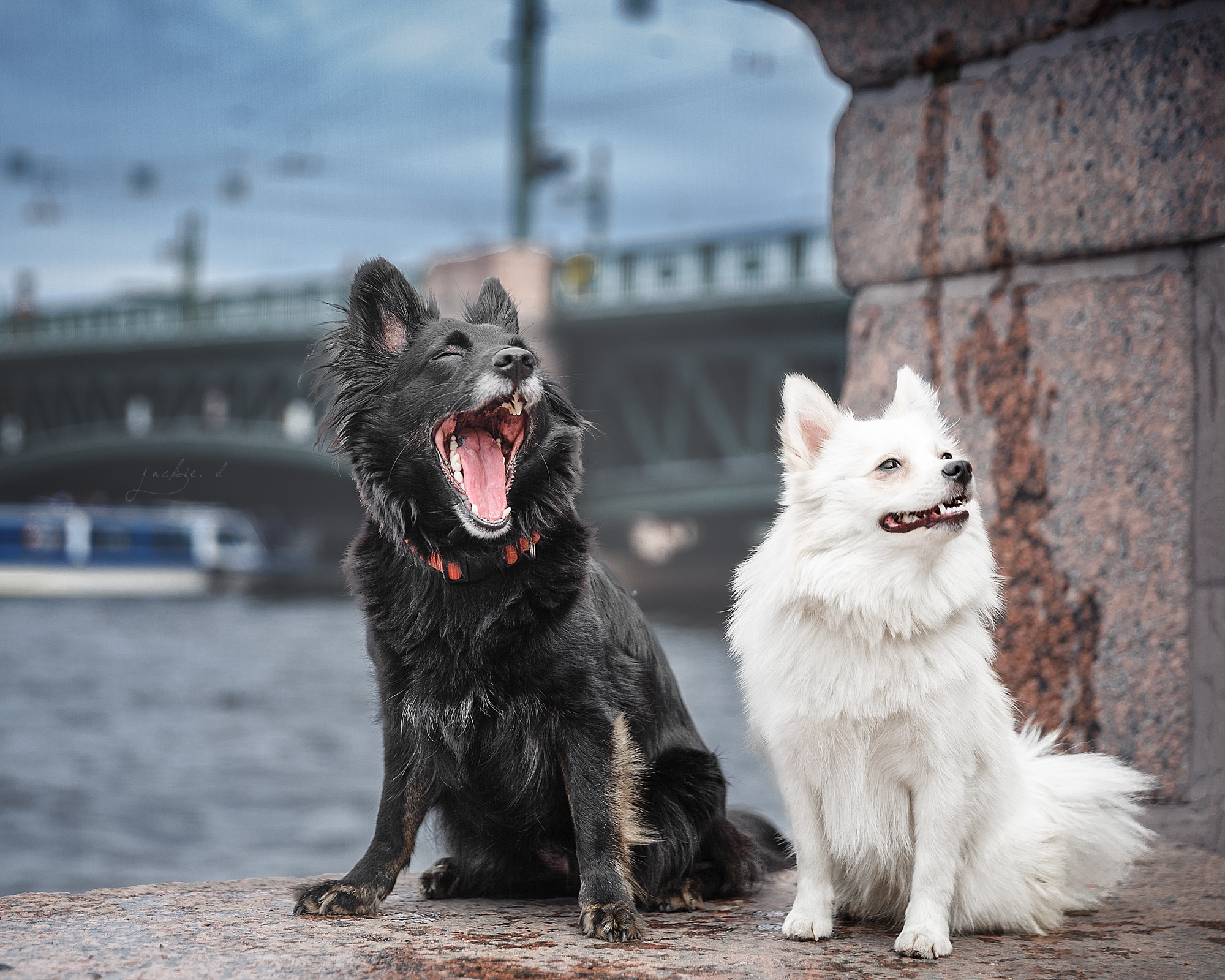 Doggies and Peter - Dog, Spitz, Neva, Saint Petersburg, Yawn, Black and white