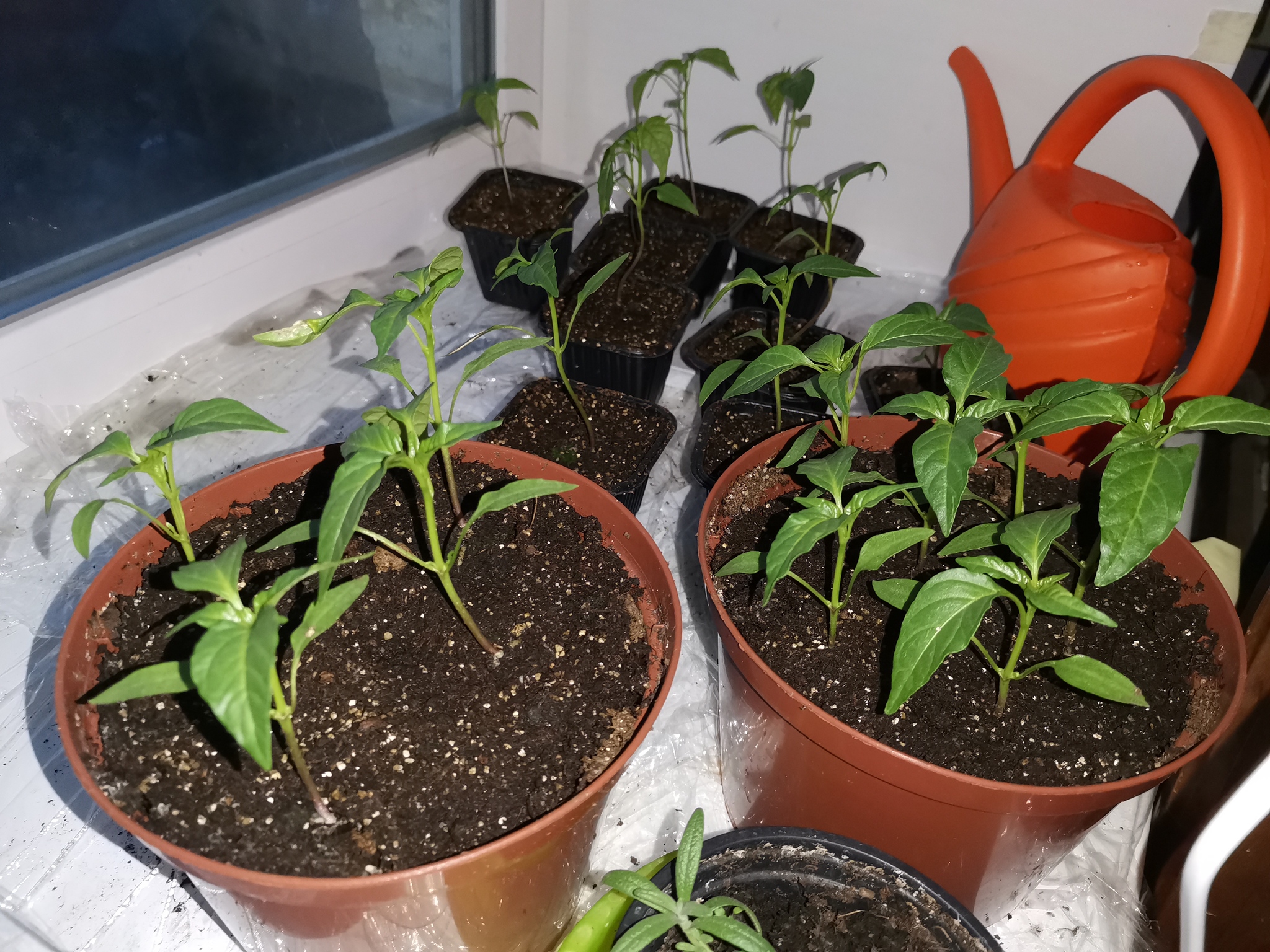 Chocolate habanero pepper report - My, Habanero, Hot peppers, Vegetable garden on the windowsill, Pepper farming, Longpost