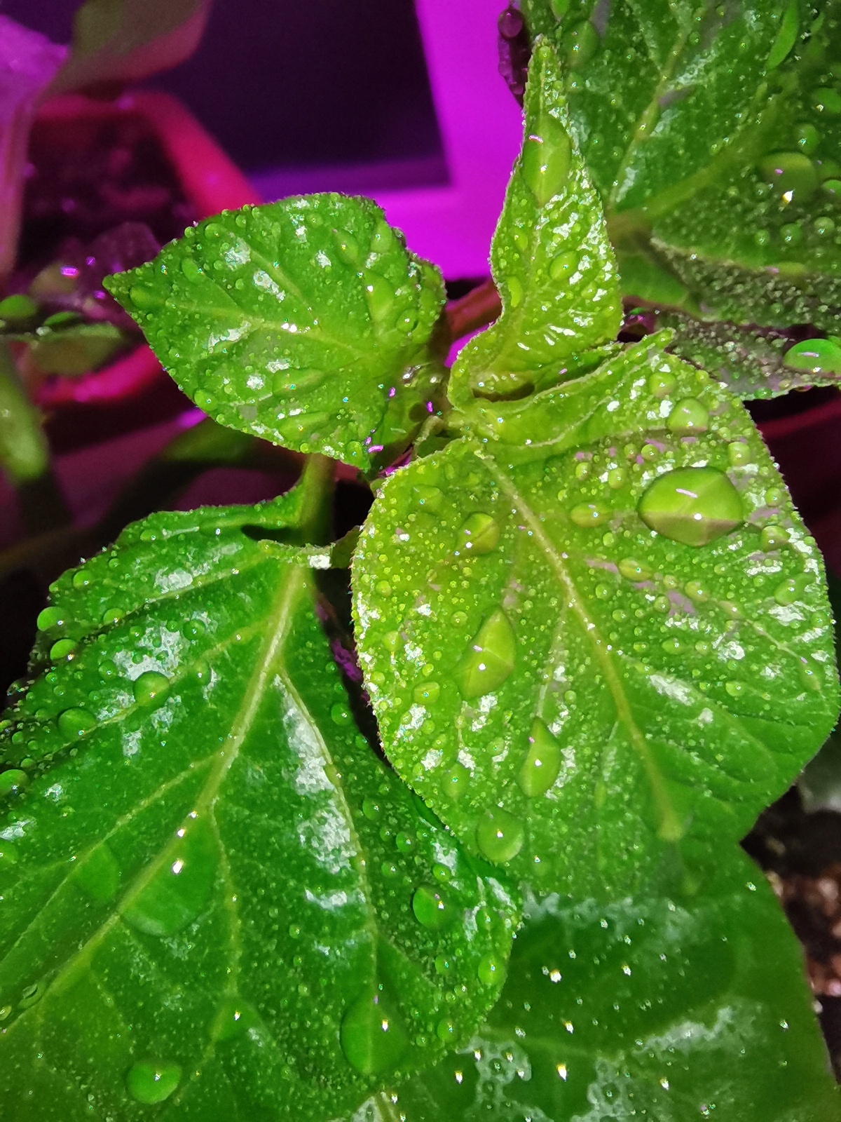 Chocolate habanero pepper report - My, Habanero, Hot peppers, Vegetable garden on the windowsill, Pepper farming, Longpost