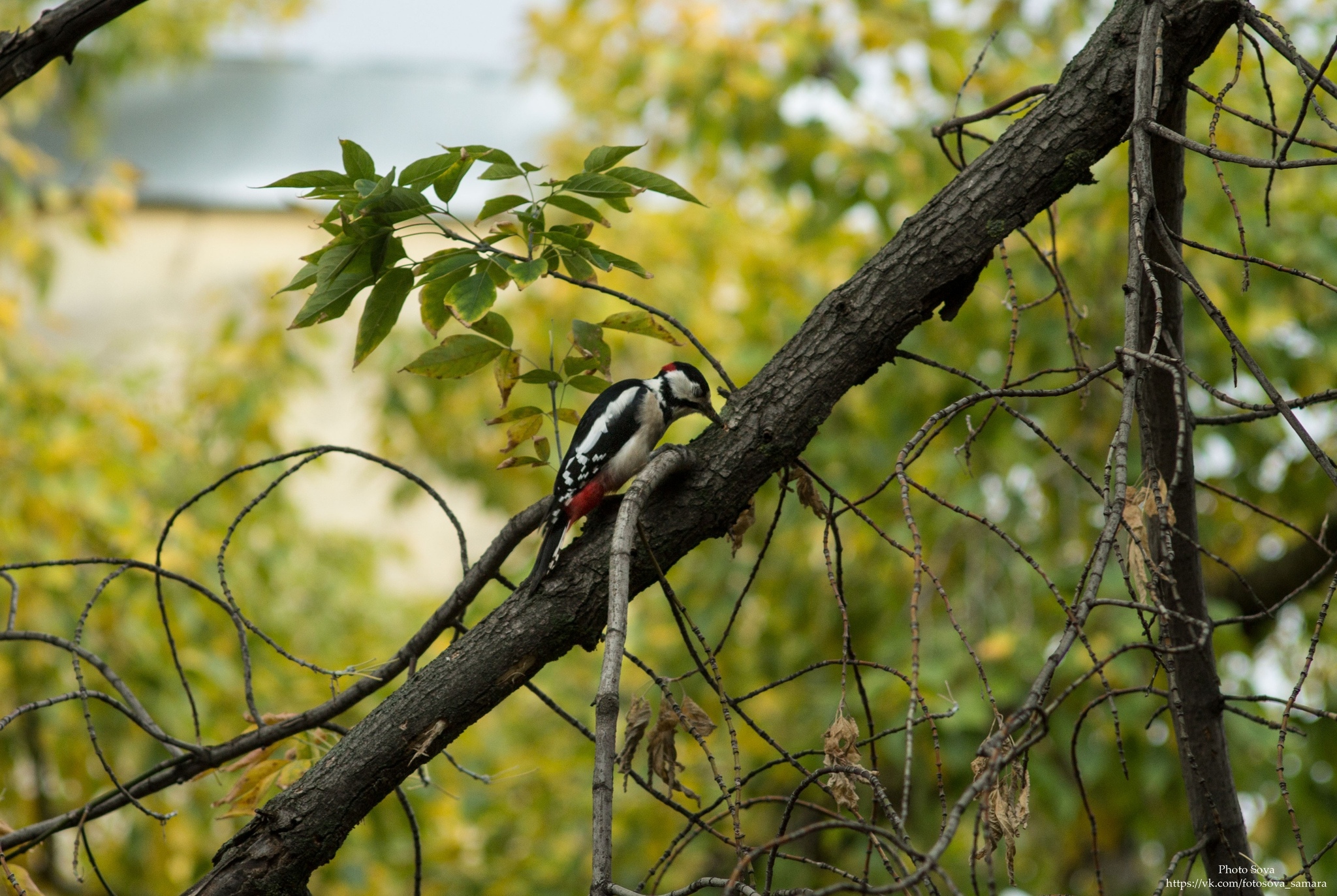 Guests outside the window - My, Woodpeckers, Outside the window, Birds