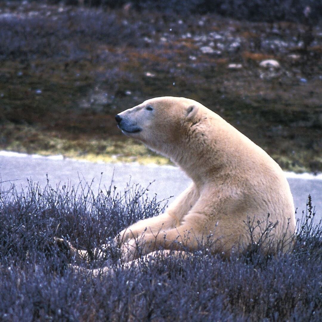 Satisfied - Polar bear, Arctic