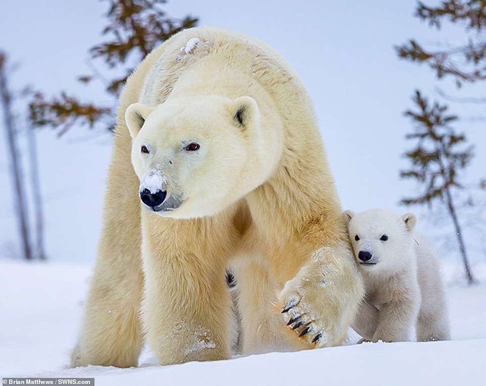 Mama bear with babies - Polar bear, Milota, Longpost, Animals, Nature, Young