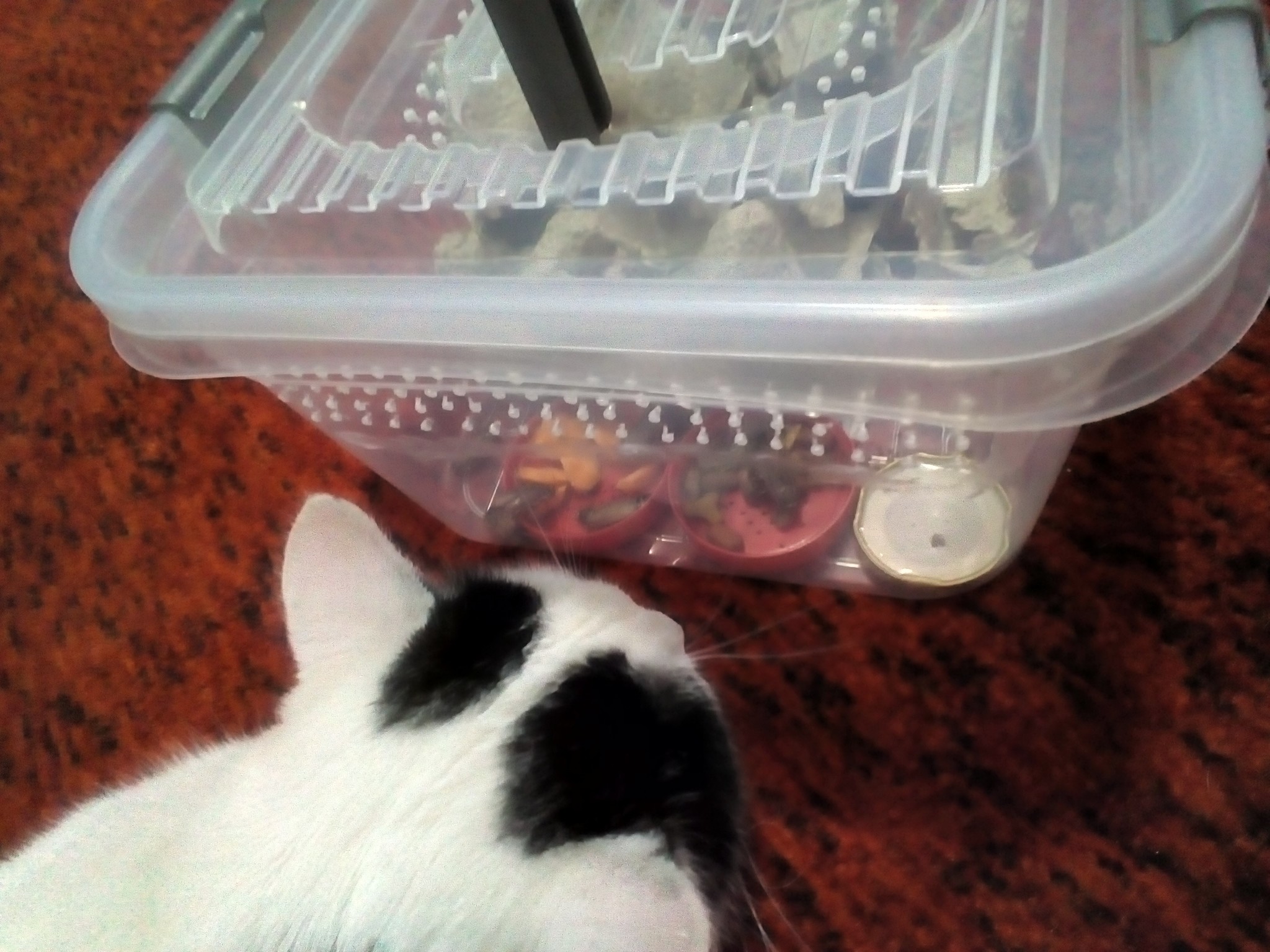 Furry helper - My, cat, Assistant, Pets, Marble cockroaches, Longpost