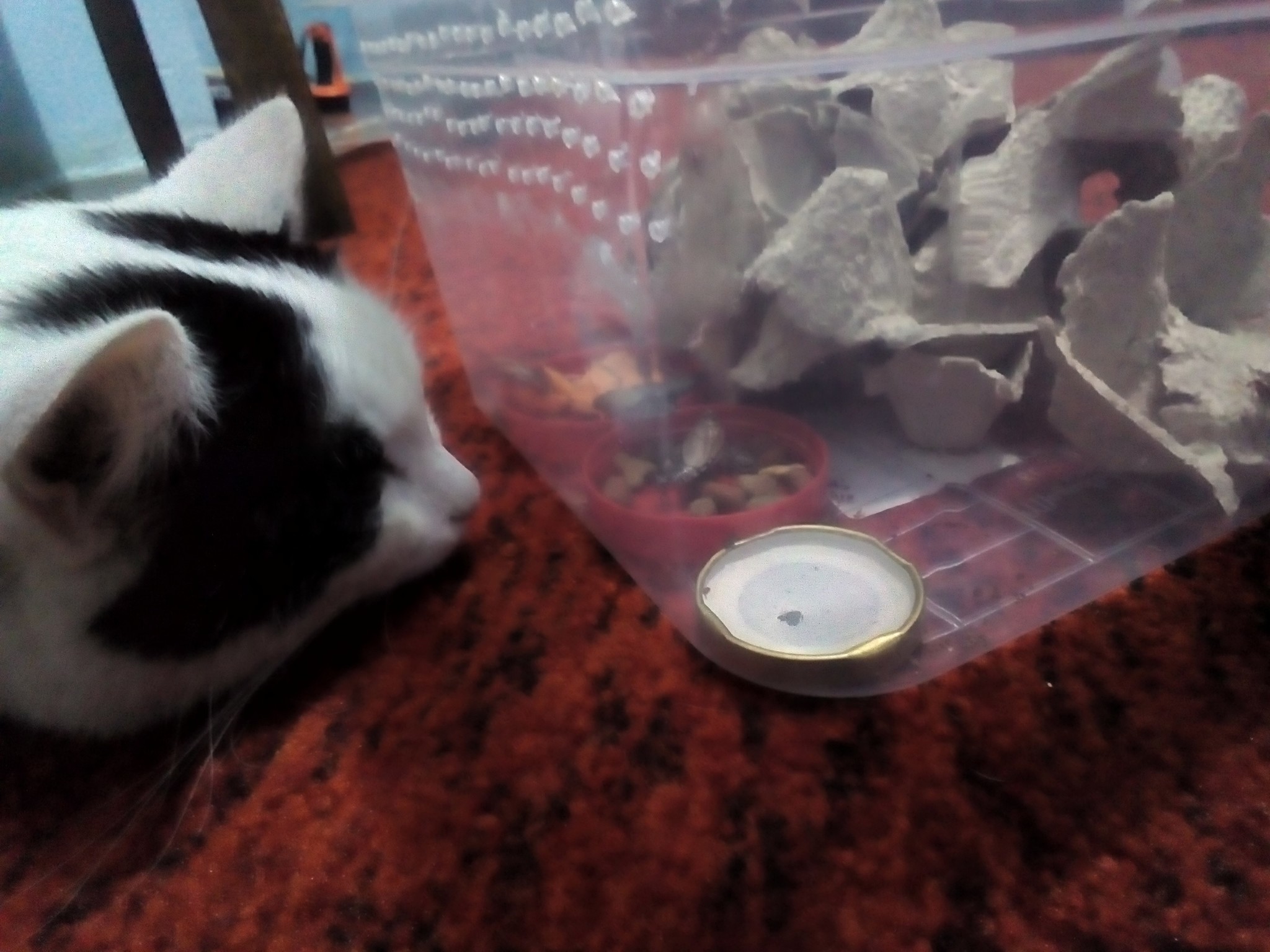 Furry helper - My, cat, Assistant, Pets, Marble cockroaches, Longpost