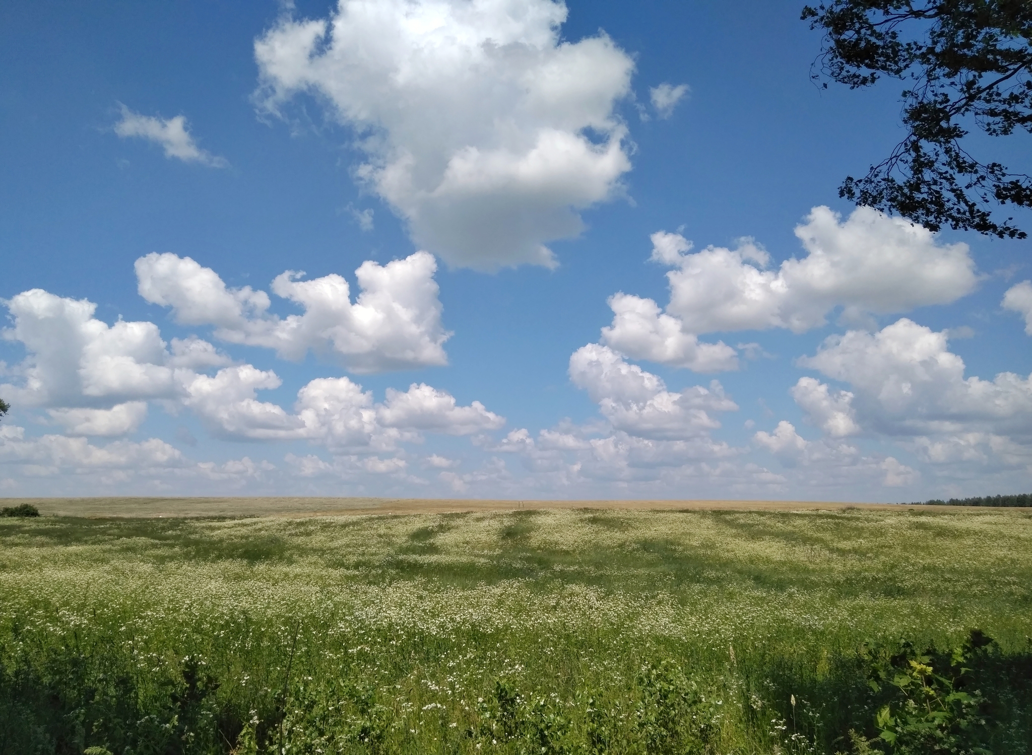 Serenity - My, Serenity, Nature, Field, Russia, Sky