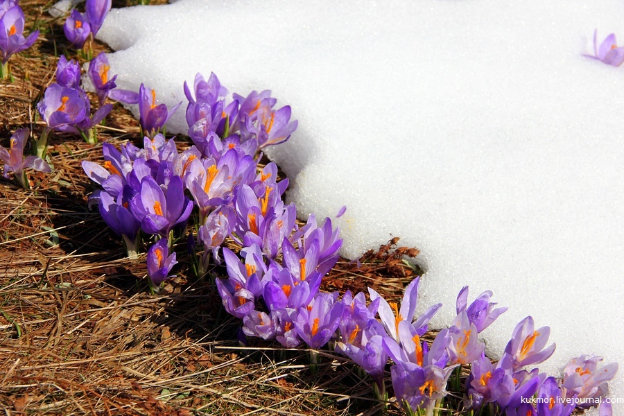 Good morning! - My, The photo, Bulgaria, Buzludzha, Flowers, Spring, beauty