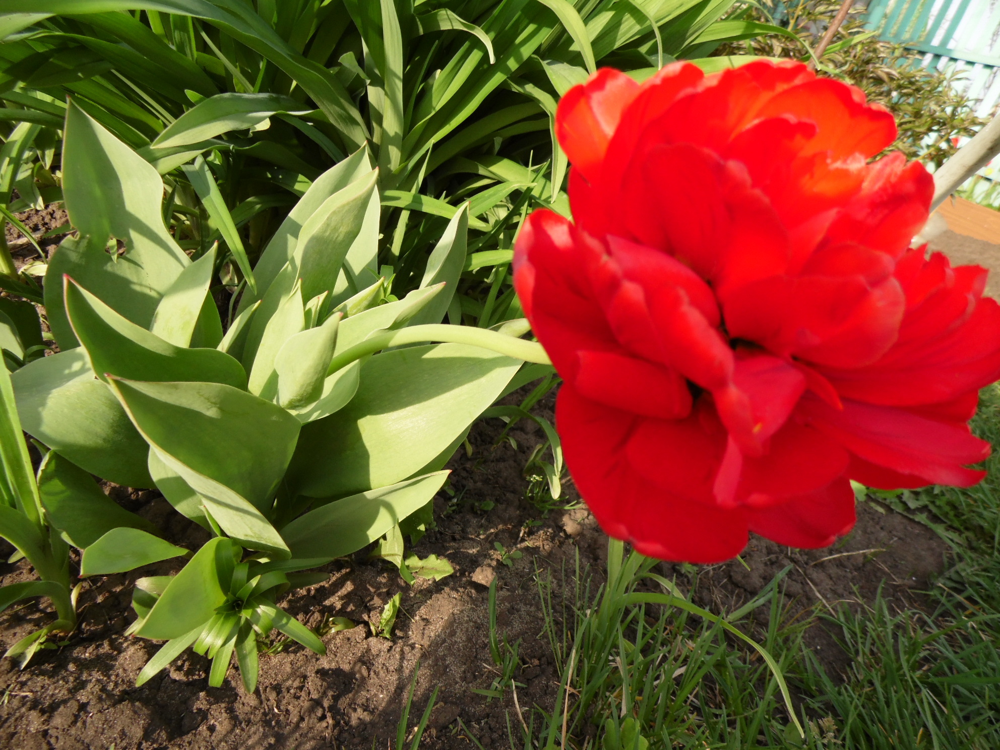 2014. I bought a new camera and started taking pictures of everything. We got some flowers for the shot. How? - My, Flowers, Dacha, 2014, Camera, Foreshortening, Frame, In succession