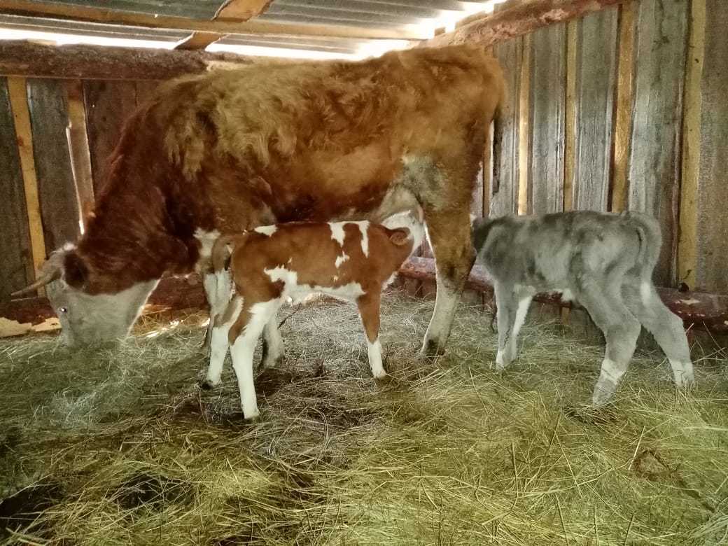 And yesterday our cow gave birth to two calves - My, Calf, Milota, Buryatia, Longpost