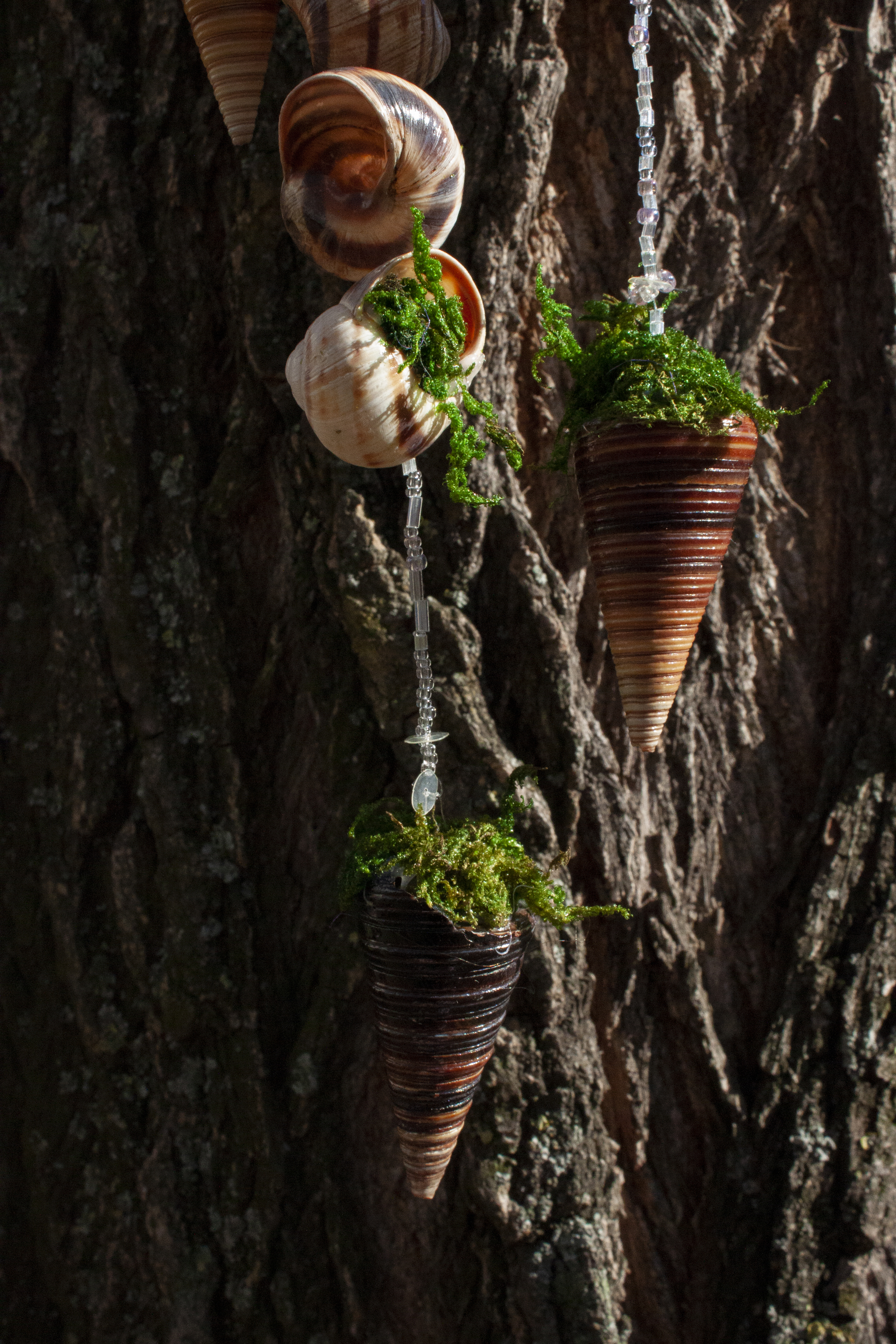 A piece of forest in a dream catcher - My, Dreamcatcher, Seashells, Needlework, Esoterics, Chersonesos, Forest, Longpost