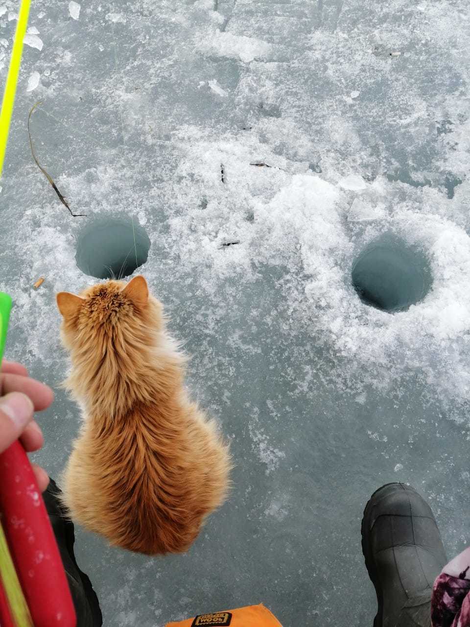 Red beggar - My, cat, Catomafia, Winter fishing, Longpost