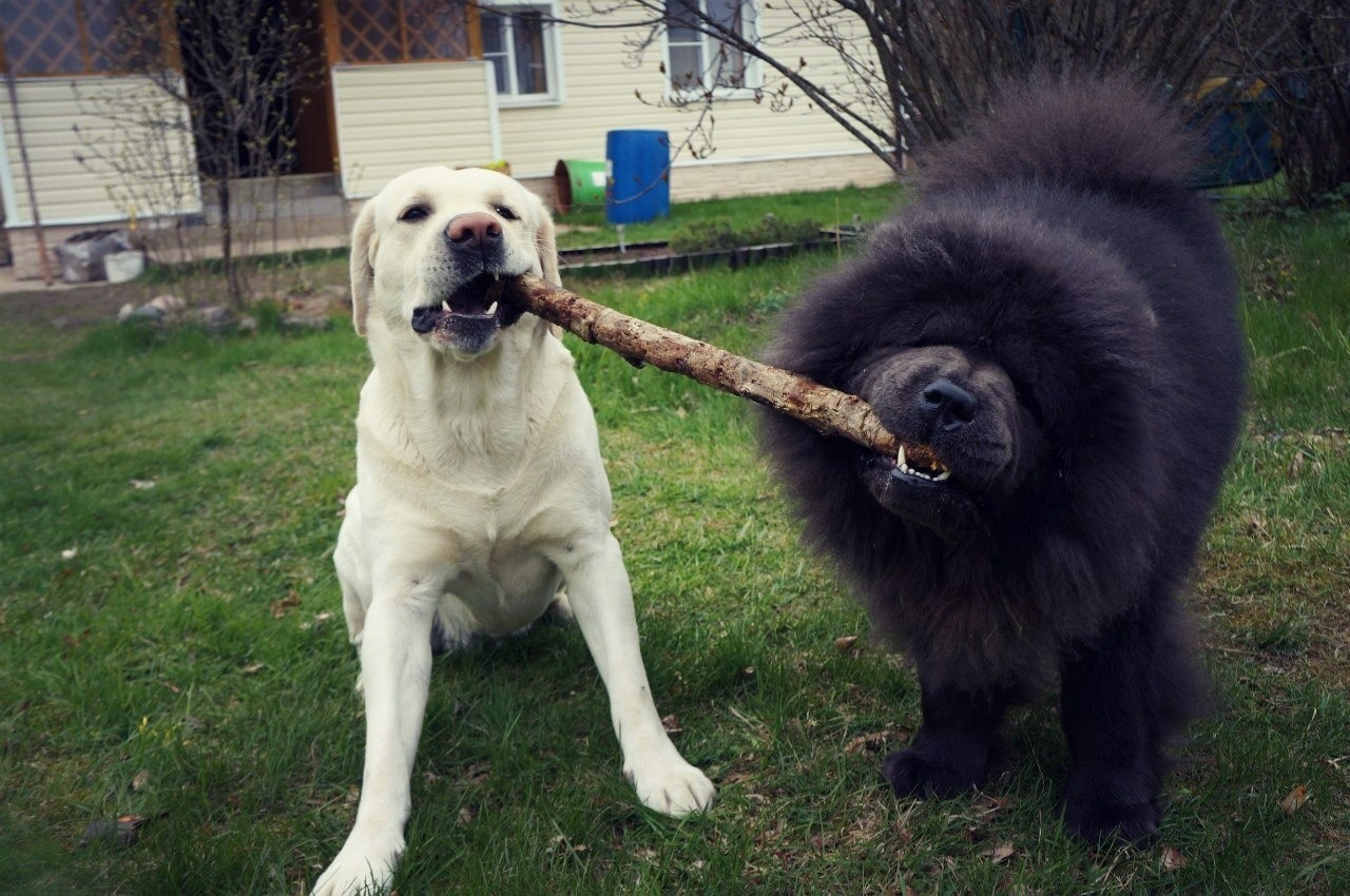 Biba and Boba - My, Dog, Labrador, Chow Chow, friendship, Pets