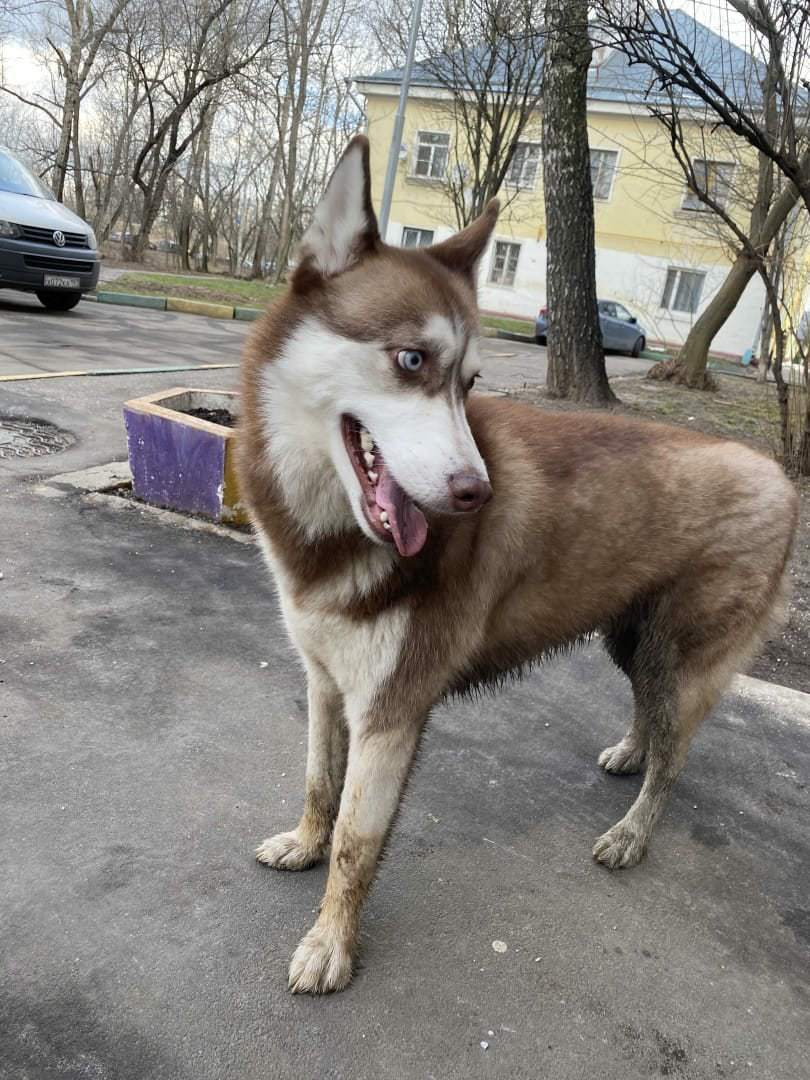 Help me find the dog - My, The dog is missing, Husky, Longpost, Dog, Help, Moscow, Butovo, No rating