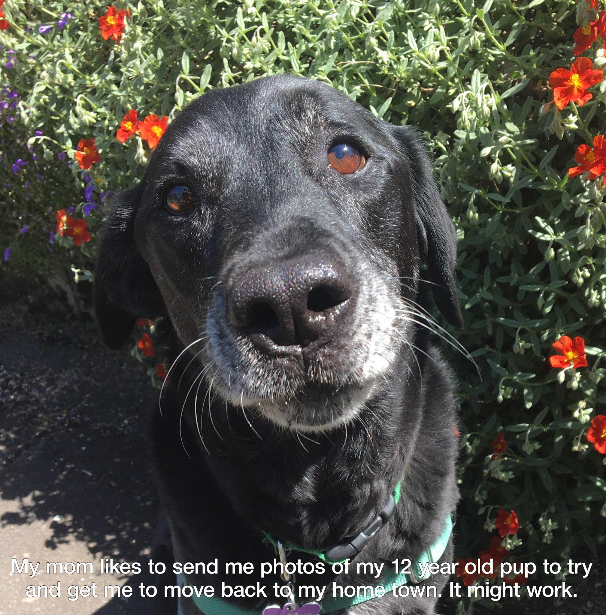 Sucker Punch - Dog, Flowers, Attachment, Mum, Milota