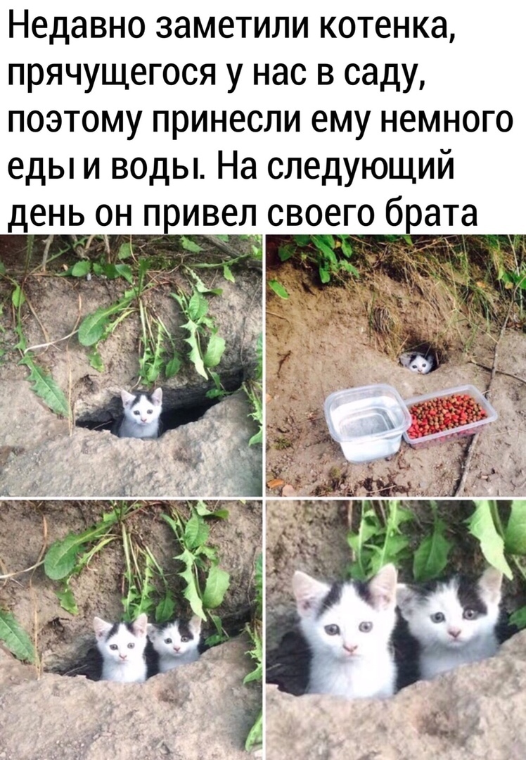 Nakhodka - Kittens, cat, Foundling