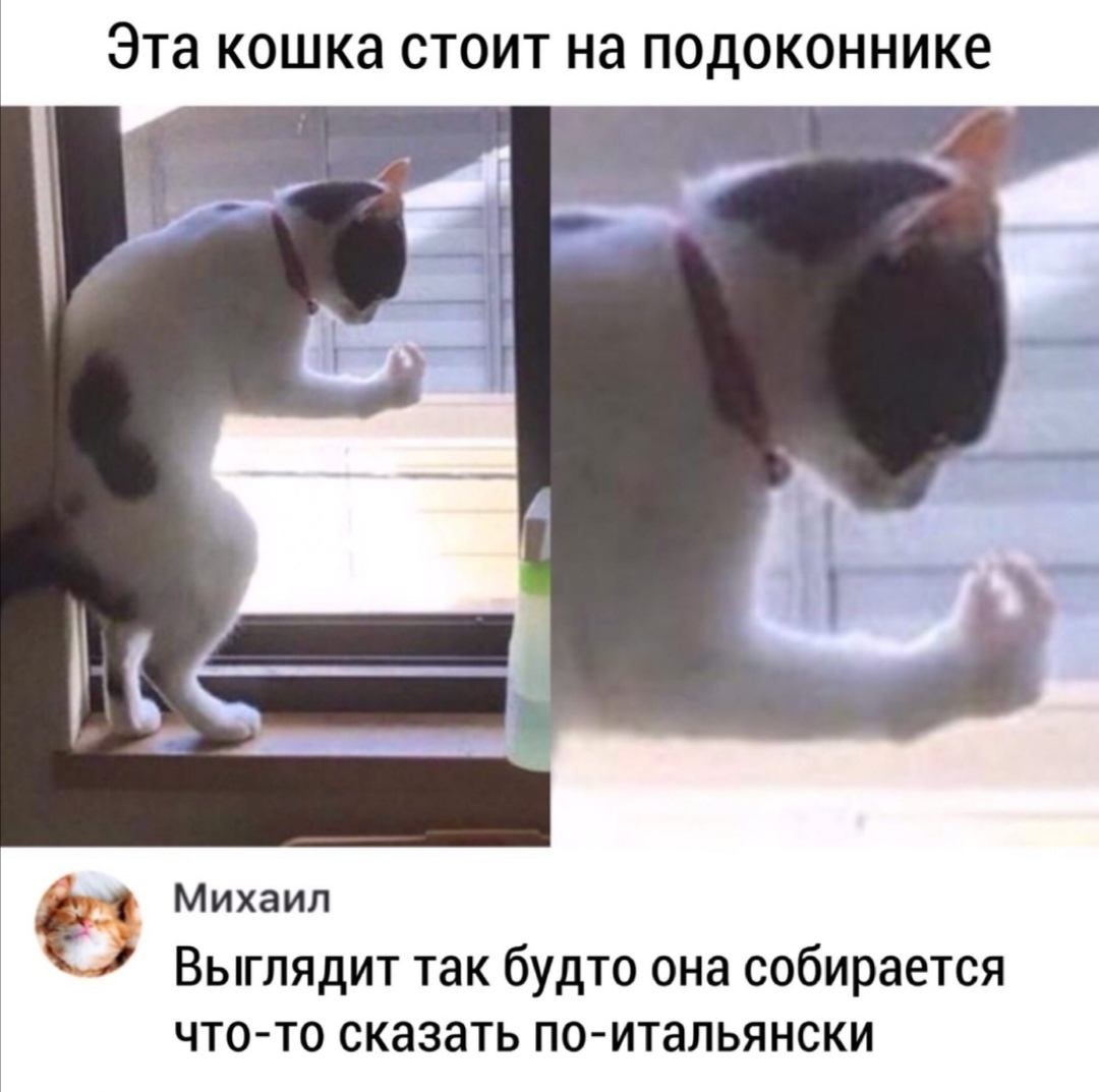 Картинка кот стоит мем