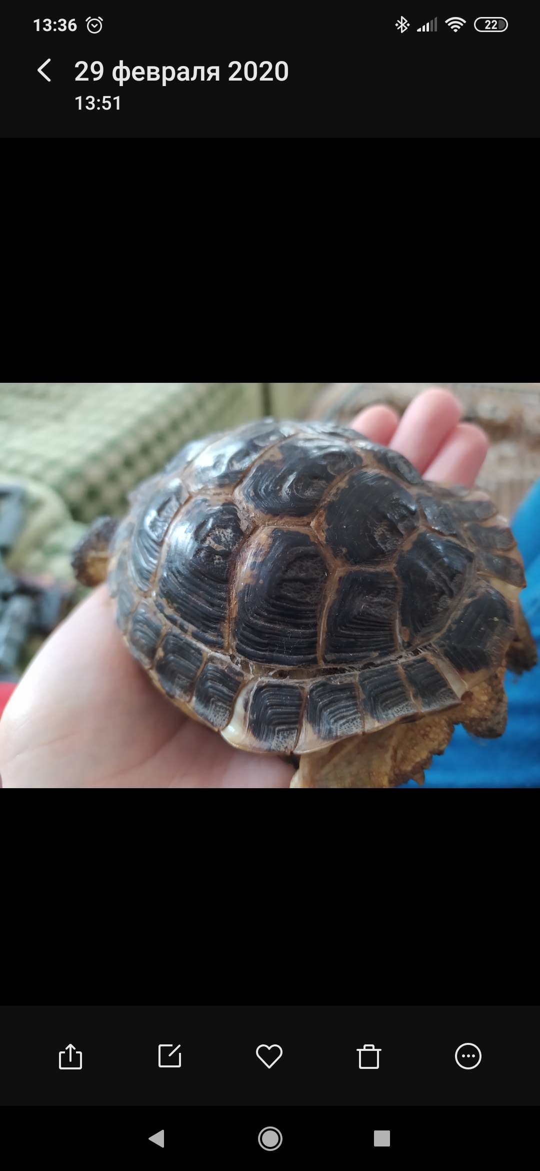 Need help, Central Asian tortoise - My, Turtle, Disease, Longpost