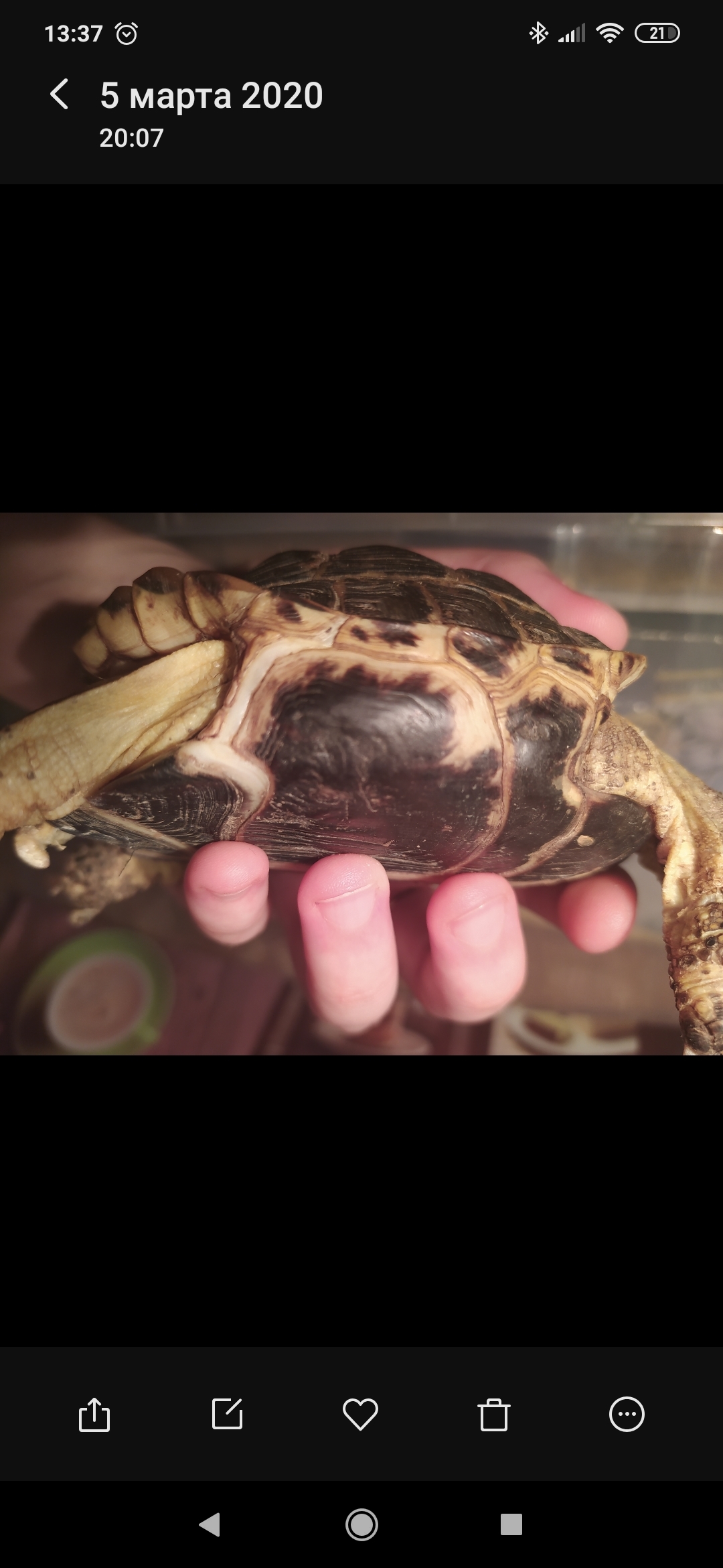 Need help, Central Asian tortoise - My, Turtle, Disease, Longpost