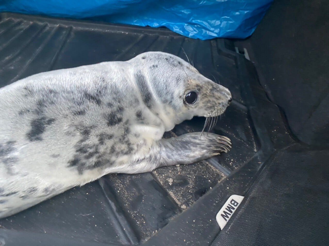 Kind St. Petersburg residents saved three more pinniped puppies - Seal, Puppies, Young, Saint Petersburg, Sestroretsk, Belek, Longpost, Positive