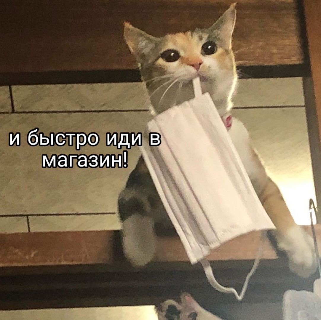 I told my husband that the cat’s food was running out and it was unsafe to go to the store without a mask. - cat, Pets, Virus, Coronavirus, Animal feed, Food, Memes, Picture with text