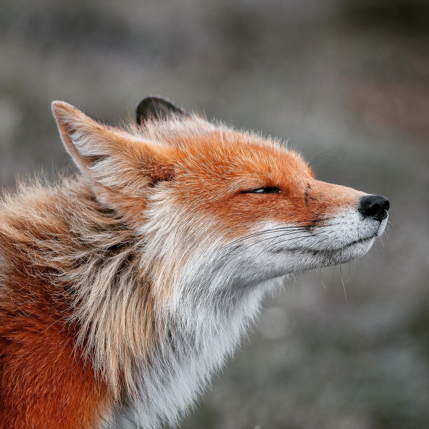 Sly squint ^.^ - Fox, Animals, The photo, Squint