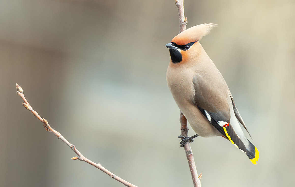 Waxwing - My, The photo, Birds, Waxwing, Animalistics, Bird watching, Canon 60d, Tamron, Longpost