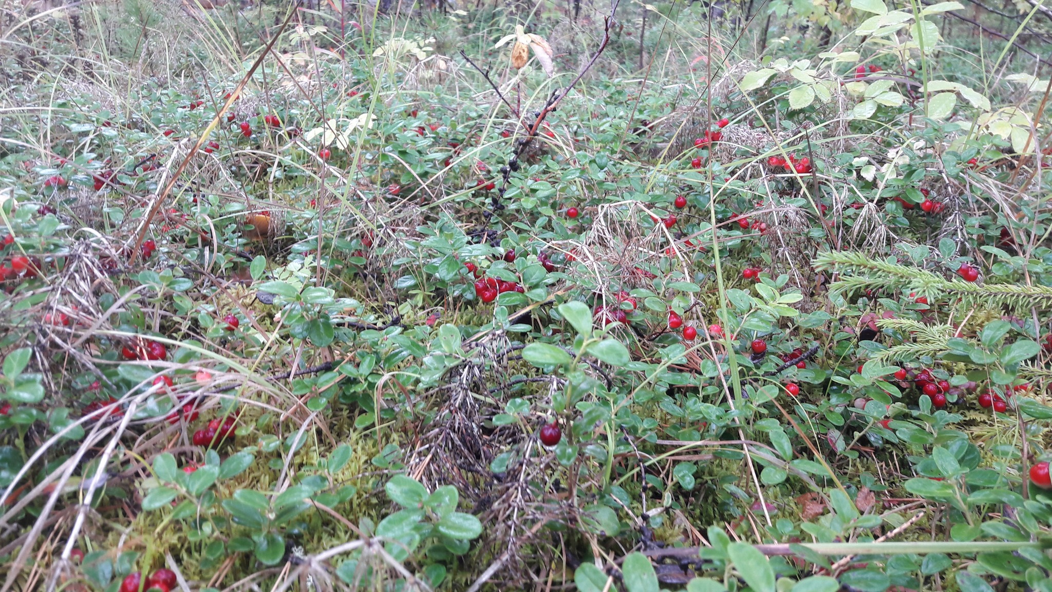 Yakutia, Olekminsky ulus, a little autumn. - My, Yakutia, Olekminsk, Taiga, Weekend, Autumn, Chalet, Longpost, The photo