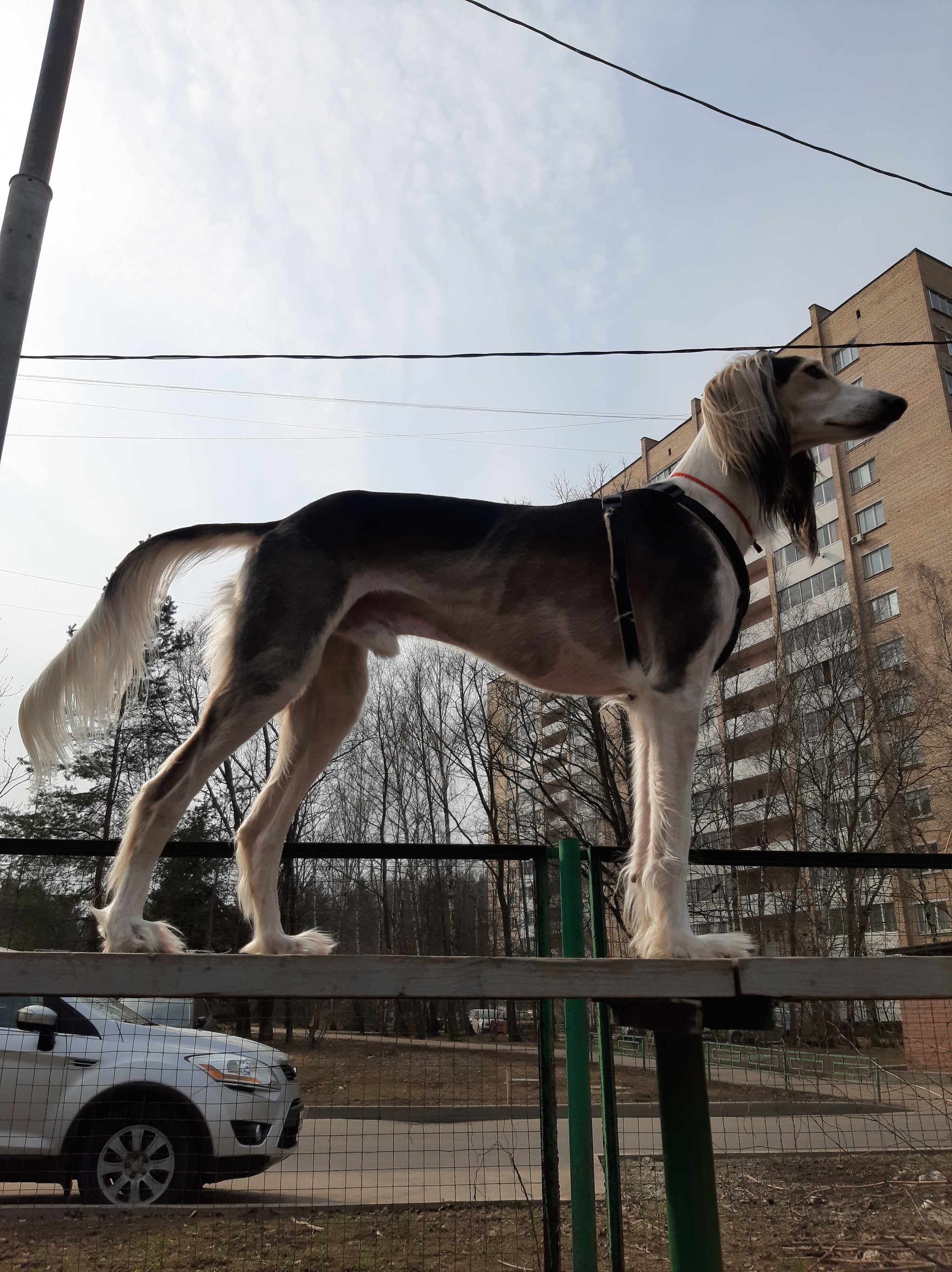 Просто вдаль... - Моё, Собака, Фотография